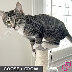 Thumbnail photo of Goose (bonded with Crow) #2
