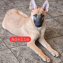 Photo of Adelle