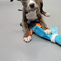 adopt a pet
