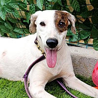 adopt a pet