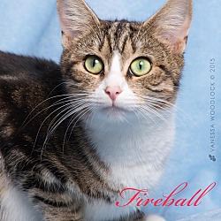 Thumbnail photo of Fireball #3