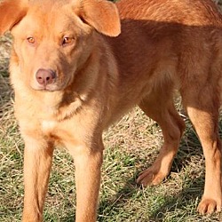 Thumbnail photo of KAYDEN(TWO GREAT BREEDS!! WOW! #4