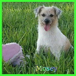 Thumbnail photo of Mosey #1
