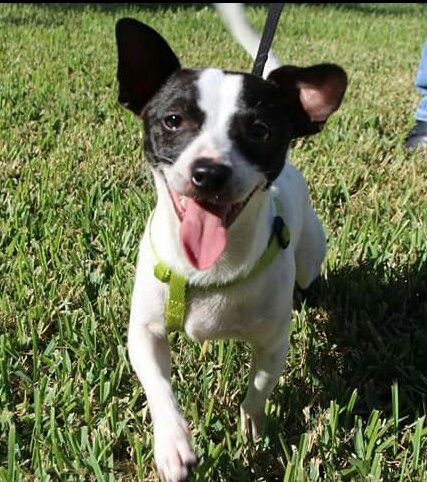Tampa Fl Jack Russell Terrier Meet Bandit A Pet For Adoption