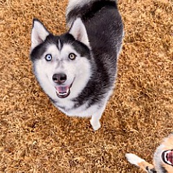 bonded pet photo