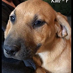Thumbnail photo of Kali #2
