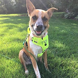 Photo of Sammie (Oakley)