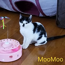 Thumbnail photo of Moomoo #4