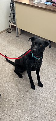 Fallon, NV - Labrador Retriever. Meet Danny a Pet for Adoption ...