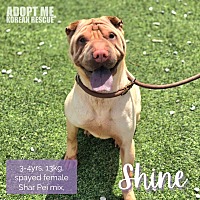 adopt-pet