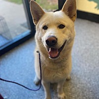 adopt a pet