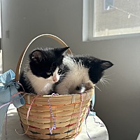 adopt a pet