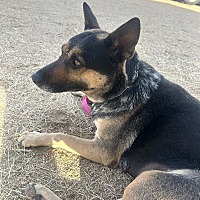 adopt-pet