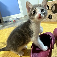 adopt a pet