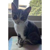 adopt-pet