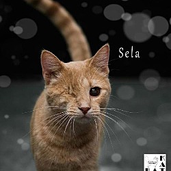 Thumbnail photo of Sela #1
