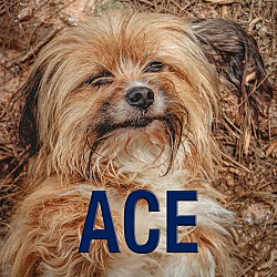 Thumbnail photo of Ace #1
