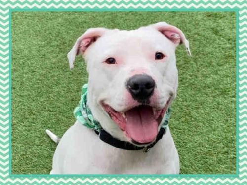 Adopt DOTTIE a White Pit Bull Terrier / Mixed dog in