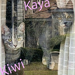 Thumbnail photo of Kayenne (ADOPTED!) #4