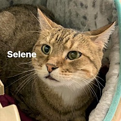 Thumbnail photo of Selene #2