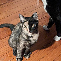 Thumbnail photo of Miss Tortie #2