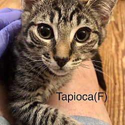 Photo of Tapioca