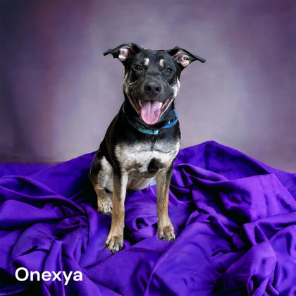 Photo of Onexya