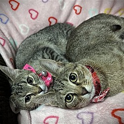 Thumbnail photo of Wednesday (Dynamic Duo kitties) #2