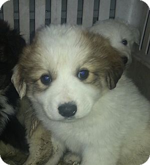 Chicago, IL - Great Pyrenees. Meet Collie/Pyrenees (ADOPTED) a Pet for ...