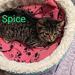 Thumbnail photo of Spice #1