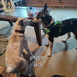 Thumbnail photo of Pepper Jack #4