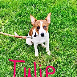 Photo of Tulip