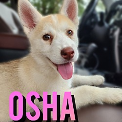 Photo of Osha Orem Sweetest Soul