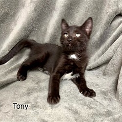 Thumbnail photo of Tony #3