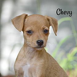 Thumbnail photo of Chevy ~ meet me! #1