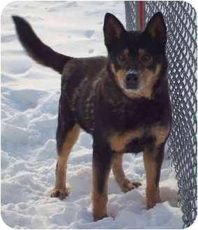 Howes Cave Ny Shiba Inu Meet Melody On Hold A Pet For