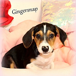 Thumbnail photo of Gingersnap ~ meet me! #2
