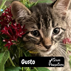 Photo of Gusto