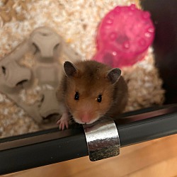 Thumbnail photo of Squeakers #1