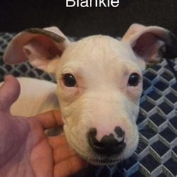 Thumbnail photo of Blankie #2