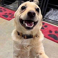 adopt a pet