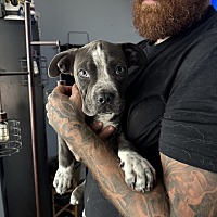 adopt a pet