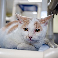 adopt a pet