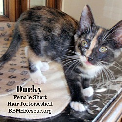 Thumbnail photo of Ducky #2