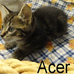 Thumbnail photo of Acer #3