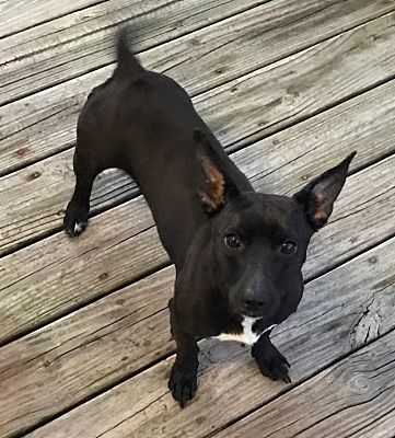 Syracuse Ny Corgi Meet Jubilee A Pet For Adoption
