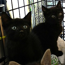 Thumbnail photo of Foster Kittens Galore! #2