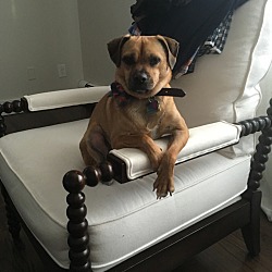 Photo of Rosie the Puggle