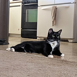 Photo of Baxter Kitty