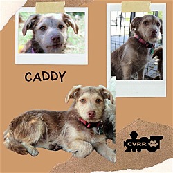 Photo of Caddy